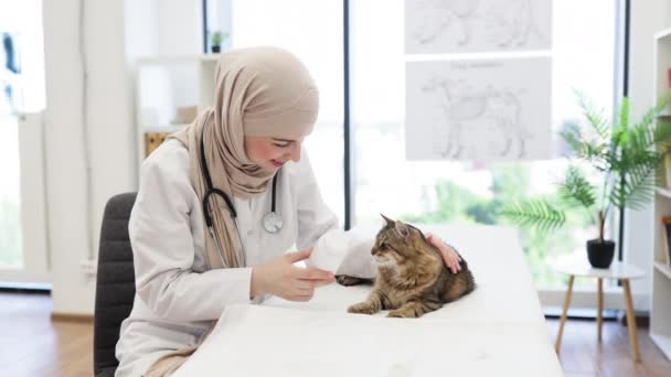 ヒジャーブとラボコートのポジティブな若い女性は 試験室で落ち着いた猫をリラックスしながらパームにカプセルを注いでいます 動物クリニックの毛皮患者に寄生虫予防プロトコルを調整するアラビアの獣医 — ストック動画