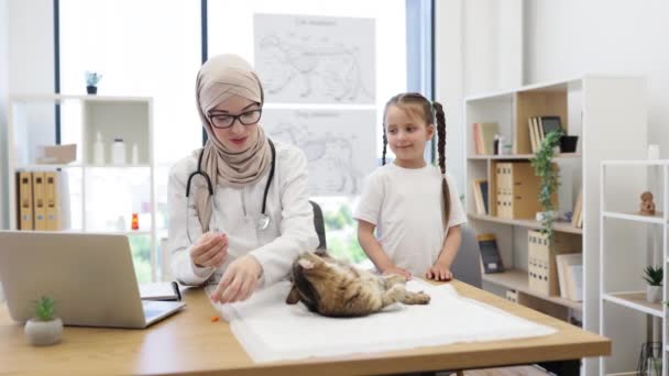 Összpontosított Muszlim Állatorvos Fejkendő Vakcinázás Felnőtt Macska Míg Kaukázusi Lány — Stock videók