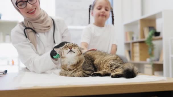 Rauhallinen Aikuinen Kissa Rentouttava Puupöydällä Aikana Grooming Suorittama Muslimi Lääkäri — kuvapankkivideo