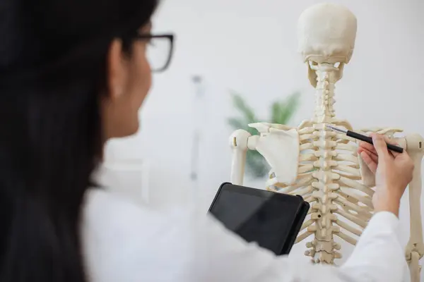 View from shoulder of indian female holding personal tablet while touching with pen backbone of modern human body model. Young intern carefully examining skeleton and studying spine problems.