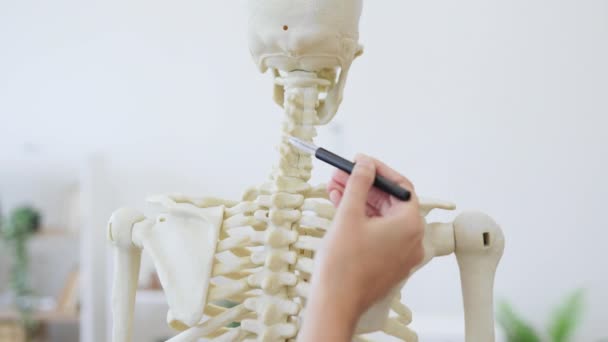 Крупный План Женщины Врача Касающейся Спины Человеческого Скелета Ручкой Руке — стоковое видео