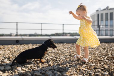 Yazlık desenli elbisesi ve sandaleti olan küçük bir kız çakıl taşı döşemede sevimli küçük bir köpeğin yanında duruyor. Güzel çocuk elini uzatıyor ve güzel şehir atmosferinde merakla dachshund 'a bakıyor..