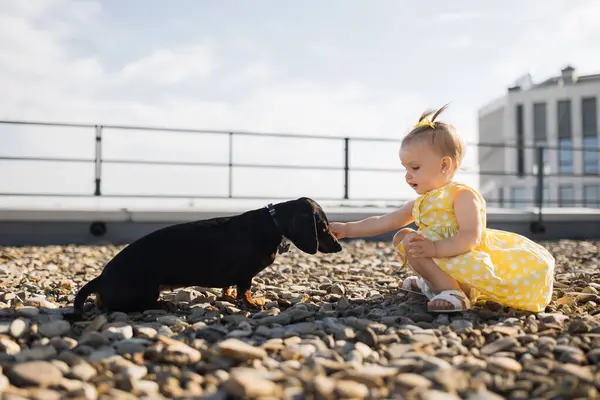Small girl in summer print dress and sandals standing on pebble flooring next to cute little dog. Lovely child reaching out hand and looking at dachshund with curiosity in nice city atmosphere.