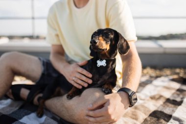 Sarı tişört giyen çekici sakallı adamın elinde siyah bir dachshund tutarken battaniyeye oturması. Beyaz erkek, evcil hayvanla yüksek binaların çatısında vakit geçiriyor..