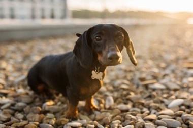 Kısa kürklü ve sarkık kulaklı kahverengi bir köpek arka planda güzel bir manzarayla çakıl taşı yüzeyinde oturuyor. Yakalı, metal etiketli, dostane bir ifade takınan bir hayvan..