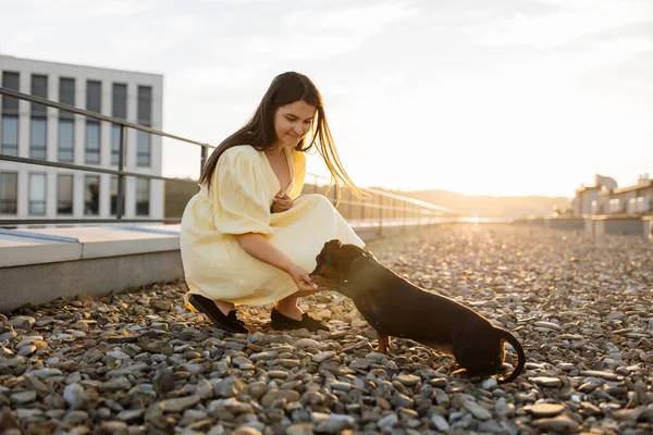 Dark haired caucasian woman in summer dress crouching near smart dachshund dog giving front paw. Smiling female teaching her home pet different tricks on rooftop covered with stones.