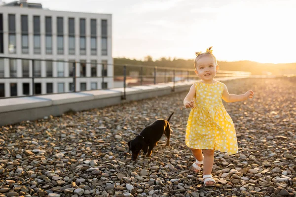 Şık sarı elbiseler giyen güzel bir kız, yüksek binaların yazlık terasında Dachshund köpeğiyle oynuyor. Evcil hayvanları severek mutlu bir çocukluk. Boşluğu kopyala.