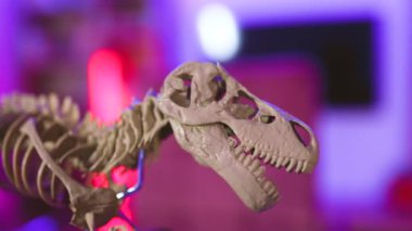 Minimalist okul ya da ofis çalışma alanı. Biyoloji Doğa Eğitimi Konsepti - malzeme çeşitleri, dinozor iskeleti, karanlık mor ışıklı rahat evin akşam arkaplanındaki mikroskop.