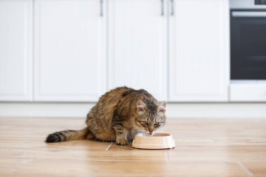 Tekir kedi modern mutfak ortamında bej kaseden yemeğin tadını çıkarıyor. Kedi fayans zemininde mutlu görünüyor. Parlak, temiz ortam konfor ve evcimenliği öneriyor..
