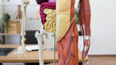 Ayrıntılı insan anatomisi modeli, yarı iskelet ve yarı kas sistemini, organları ve damarları görünür halde gösteriyor. Sınıfta veya sağlık ortamında insan vücut yapısını incelemek için eğitici araç.
