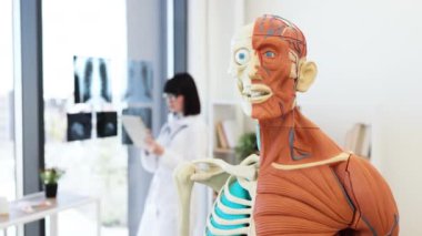 Tıbbi anatomi modeli, modern klinikte röntgenleri inceleyen doktorla insan vücudu yapısını gösteriyor. Sahne sağlık, eğitim ve tıbbi araştırma ortamlarını betimliyor.