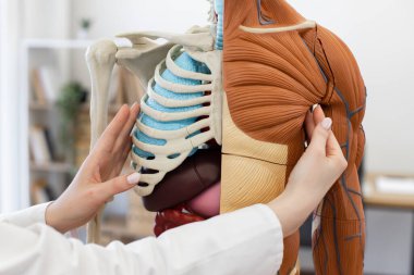 Klinikteki kas yapısını ve iskelet sistemini gösteren insan vücudunun detaylı anatomik modelini inceleyen bir tıbbi uzman. Resim, elle gösterilen detaylı iç yapıları tasvir eder.