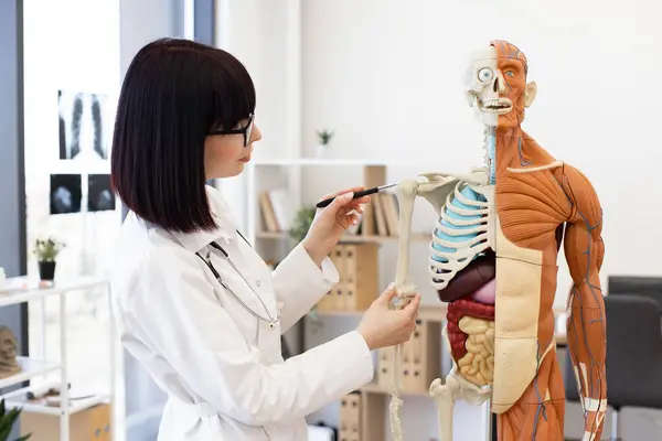 stock image Female doctor in lab coat explaining human anatomy using medical anatomical model. Educational setting with focus on skeletal and muscular systems. Medical office background with x-ray images.