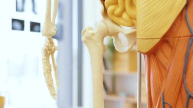 Tıbbi ofiste gösterilen detaylı insan iskeleti modeli. Kalça ve el kemiklerine odaklanın, anatomik doğruluk sağlayın. Bulanık arkaplan masa ve rafları içerir