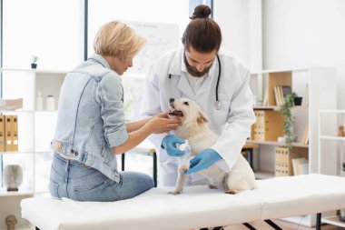 Parlak klinikte orta yaşlı bayan sahibi olan beyaz köpeğe bakan veteriner. Sahne hayvan sağlığı, güven ve bağlantıyı vurguluyor.