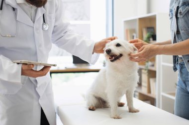 Veteriner erkek ve kadın köpek sahibi veteriner kliniğinde küçük beyaz bir köpeğe sağlık kontrolü yapıyor. Profesyonel atmosferi olan parlak ışıklı bir oda. Hayvan sağlığı ve tıbbi bakım kavramı.