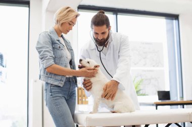 Erkek veteriner, klinikte yanında sarışın bir kadınla steteskop kullanan küçük köpeği muayene ediyor.