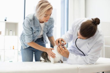 Veteriner, evcil kediye oral sağlık muayenesi yapıyor. Ziyaret sırasında ev sahibinin asistanı kadın. Parlak modern veterinerlik kliniğinde evcil hayvanlar için profesyonel sağlık hizmetleri.