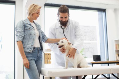 Erkek veteriner, klinikte yanında sarışın bir kadınla steteskop kullanan küçük köpeği muayene ediyor.