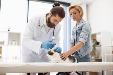 Veteriner, kadın sahibi yardım ederken kedi aşılayan palto giyiyor. Hayvan sağlığı veteriner kliniği ortamını gösteriyor. Profesyonel erkek veteriner ve kadın, sağlıklı yetişkin kedi..
