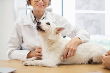 Kadın veteriner beyaz köpeği incelerken, erkek veteriner profesyonel ortamda konsültasyona katılıyor.