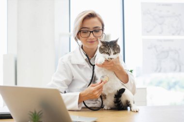 Kadın veteriner, güneş ışığı ofisinde steteskop ile kontrol yaparken tekir bir kedi tutuyor. Konsept, hayvan sağlığı, hayvan sağlığı ve profesyonel veterinerlik hizmetlerini temsil etmektedir..