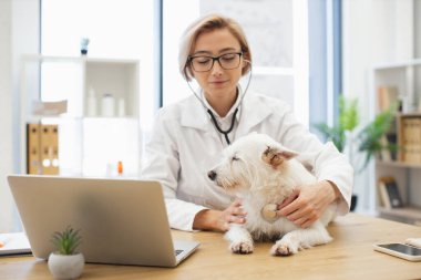 Klinikte bayan veteriner steteskop kullanarak küçük beyaz köpeği muayene ediyor..