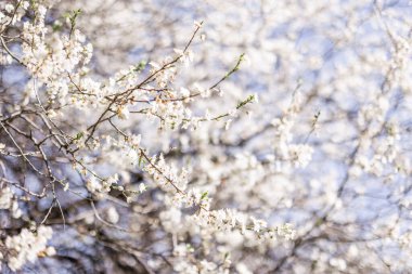 Bahar Çiçekleri Zarif Beyaz Çiçeklerin Kapanışı.