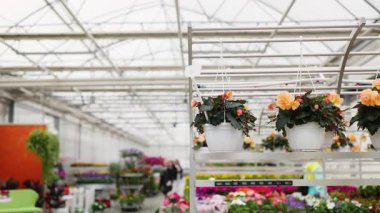 Renkli ve geniş bir manzara canlı bir çiçekçi dükkanında çeşitli çiçek dizileri sergiliyor..