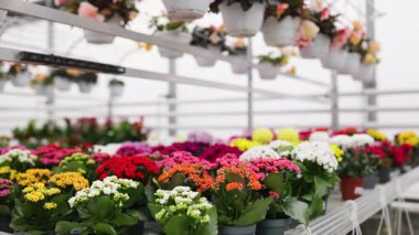 Renkli saksı çiçeklerinden oluşan canlı bir sergi, yerel bir çiçekçide bulunan çeşitliliği gösteriyor..