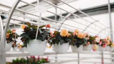 Seranın içinde sergilenen güzel asma bitkileri canlı ve misafirperver bir atmosfer yaratıyor. Sahnede, beyaz kaplarda açan çeşitli çiçekler sergileniyor..