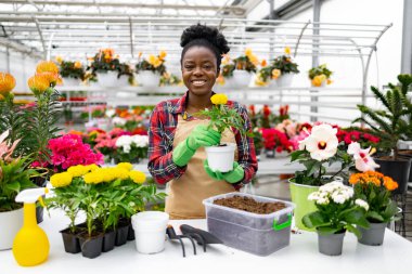 Gülümseyen çiçekçi, çeşitli renkli çiçek ve bahçe aletleriyle çevrili bir seraya çiçek dikiyor..