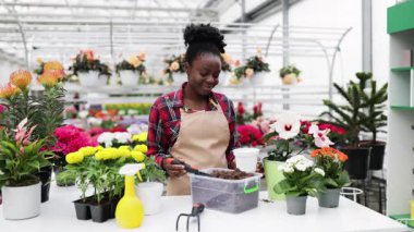 Gülümseyen bir çiçekçi, çiçeklerini yeniden dikiyor. Parlak, iyi stoklanmış bir çiçekçi dükkanında. Bahçe işlerinin keyfini çıkarıyor..