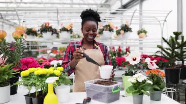 Gülümseyen bir çiçekçi, canlı bitkiler ve bahçe aletleriyle çevrili bir seraya çiçek dikiyor..
