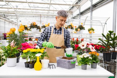 Önlük ve eldiven takan bir adam çeşitli bitkilerle dolu bir serada çiçek nakleder..