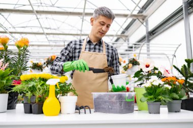 Bir bahçıvan işine odaklanmış bir seradaki bitkilerle dikkatlice ilgilenir. Tencereyi renkli çiçeklerle doldurmak için bir mala kullanıyor..
