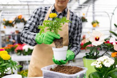 Kareli gömlekli bir bahçıvan diğer renkli çiçeklerle çevrili bir seradaki bir çömleğe kadife çiçeği nakleder..
