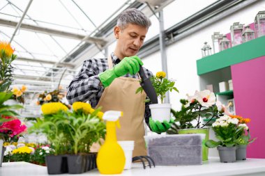 Önlüklü ve eldivenli bir adam, seradaki diğer bitkilerle çevrili beyaz bir çömleğe çiçek yerleştiriyor..