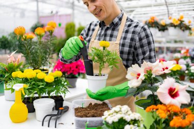 Yeşil eldivenli bir adam, canlı çiçeklerle çevrili bir serada çiçek nakleder..
