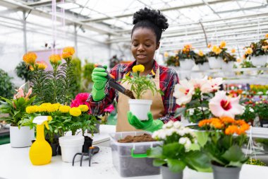 Afrikalı bir Amerikalı kadın renkli çiçeklerle çevrili bir seraya kadife çiçeği diker..