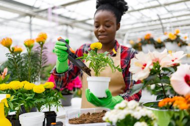 Afro-Amerikalı bir kadın bir serada bitki yetiştiriyor, kadife çiçeğini özenle saklıyor..