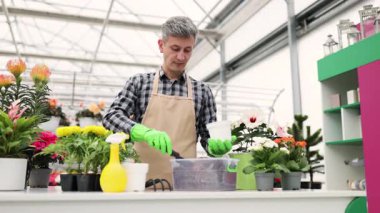 Önlük ve eldiven takan bir adam, seranın içine çiçekler yerleştiriyor, çeşitli bitkilerle çevrili..
