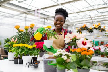 Çekici bir Afrikalı genç Amerikalı kadın elinde bir saksı bitkisi tutarken gülümsüyor ve bir seraya su sıkıyor..