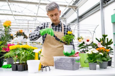 Bir serada bitki yetiştiren olgun bir adam. Çiçek saklarken önlük ve eldiven takıyor..