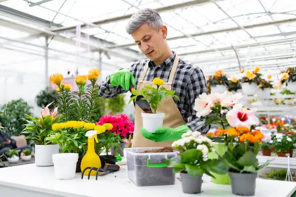 Bir bahçıvan, serada canlı bir çiçek sergisinin ortasında saksı bitkisine bakar..