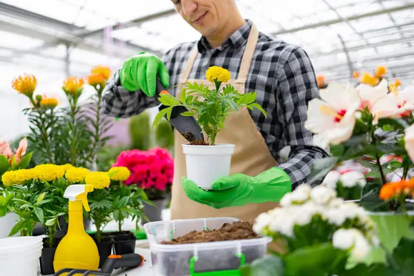 Bir bahçıvan, diğer renkli çiçeklerle çevrili bir seradaki kadife çiçeğiyle ilgileniyor..