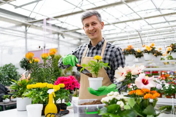 Gülümseyen bir bahçıvan kadife çiçeğini çeşitli çiçeklerle çevrili parlak bir serada beyaz bir tencereye nakleder..