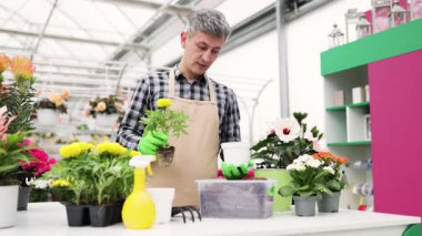 Önlüklü ve eldivenli bir adam, seradaki diğer bitkilerle çevrili beyaz bir çömleğe çiçek yerleştiriyor..