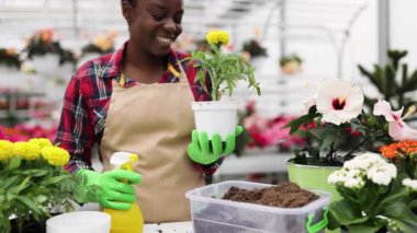 Bir seradaki Afrikalı Amerikalı kadın kadife çiçeği sıkarken gülümsüyor..