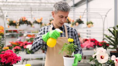 Önlüklü bir adam çiçeklerle çevrili bir serada saksı bitkisine sarı bir sprey sıkar..